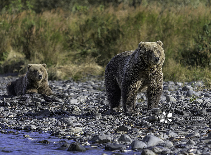 科迪亚克棕熊幼崽嬉戏图片素材