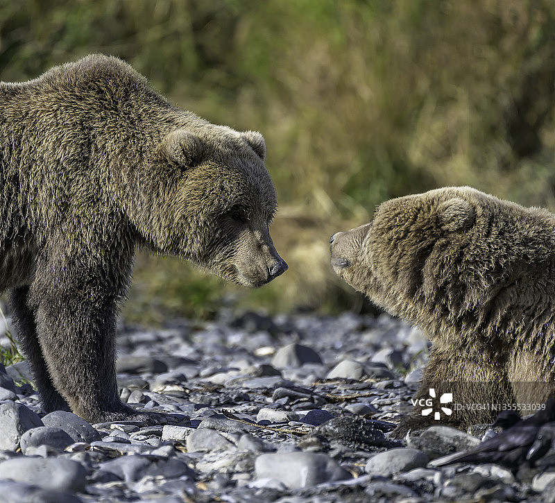 一对科迪亚克棕熊图片素材