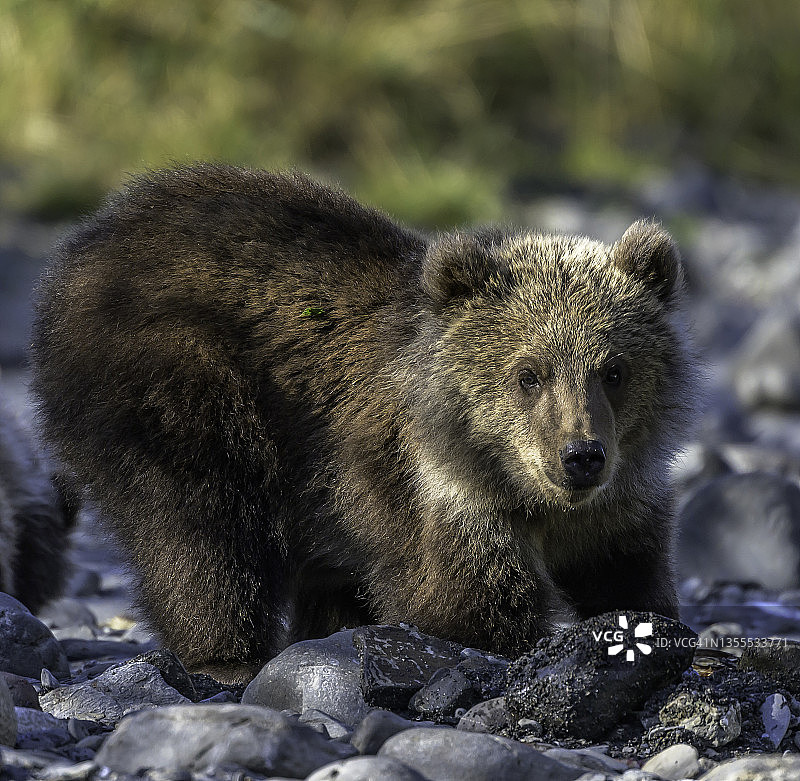 科迪亚克棕熊幼崽看着摄影师图片素材