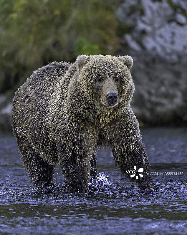 科迪亚克棕熊图片素材