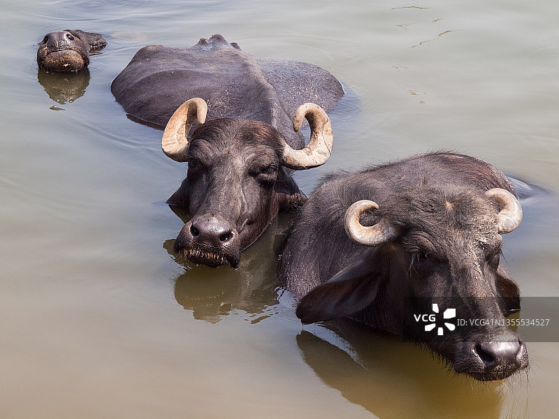 印度瓦拉纳西恒河浑浊水域中躺着的三头水牛图片素材