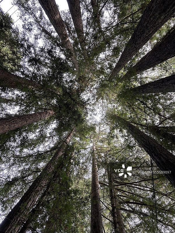红杉树与天空图片素材