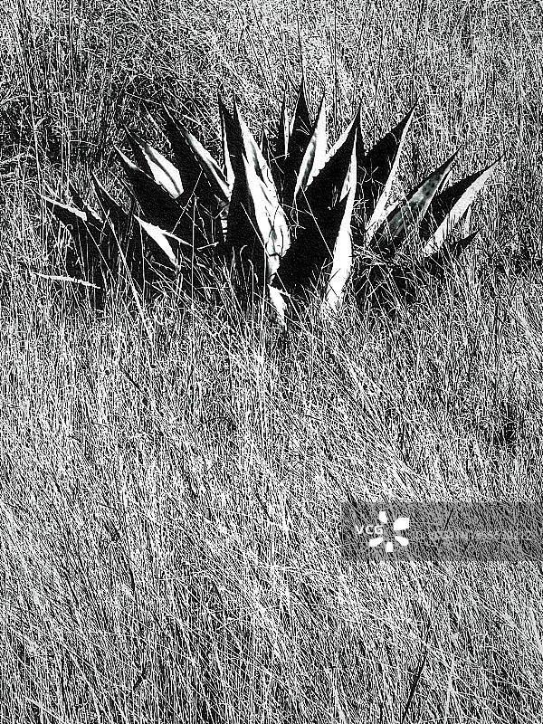 龙舌兰仙人掌：特立独行图片素材