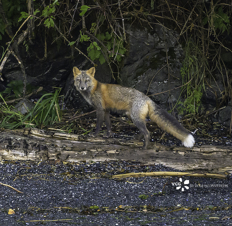 好奇的幼狐图片素材