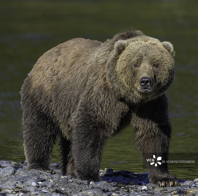 科迪亚克棕熊图片素材
