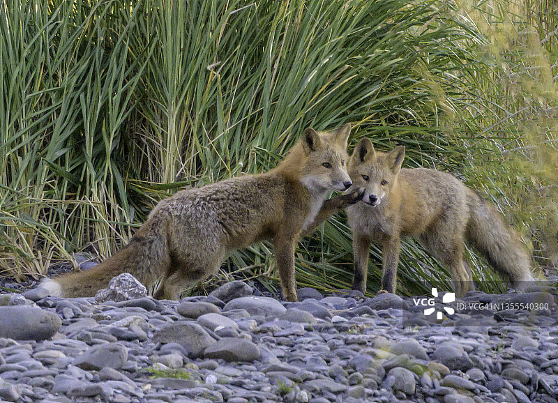 好奇的红色小狐狸图片素材