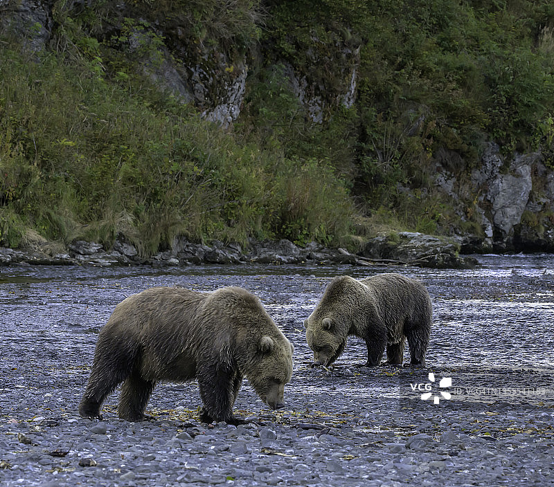 一对科迪亚克棕熊图片素材