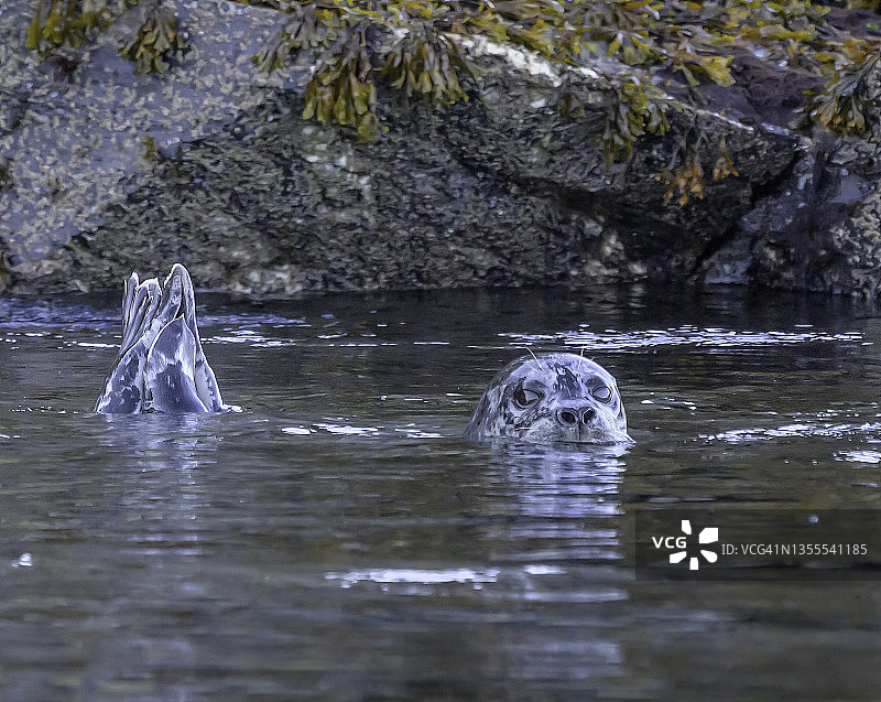 科迪亚克的海豹图片素材