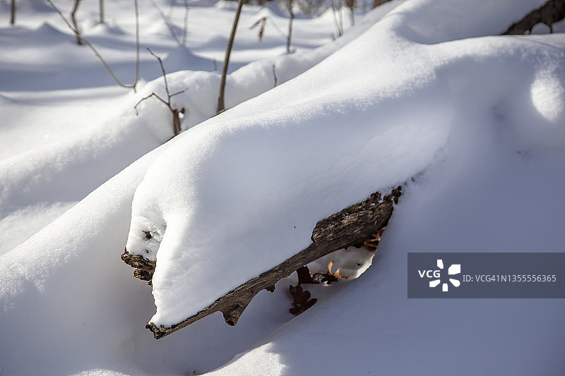 树林里的鹅毛大雪图片素材