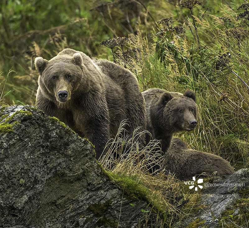 科迪亚克棕熊母熊和幼崽图片素材