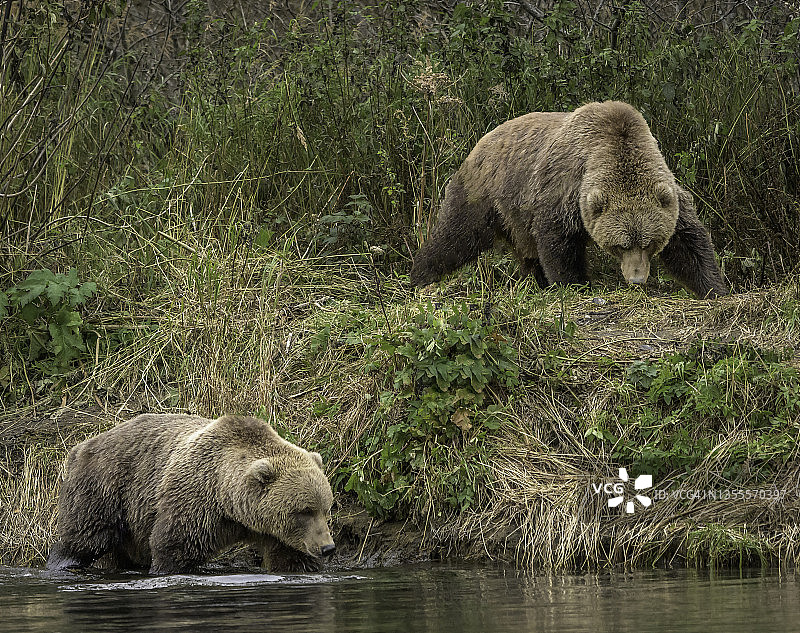 一对科迪亚克棕熊图片素材