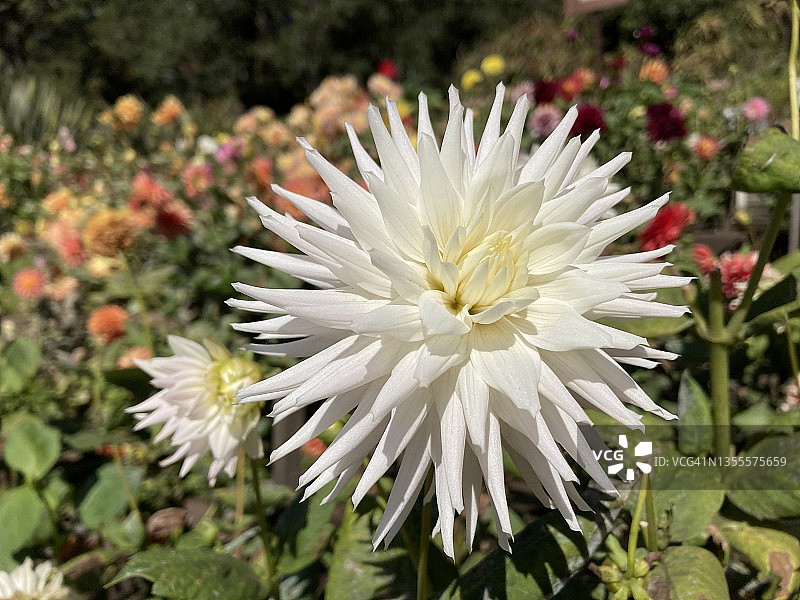 金门公园里的大丽花图片素材