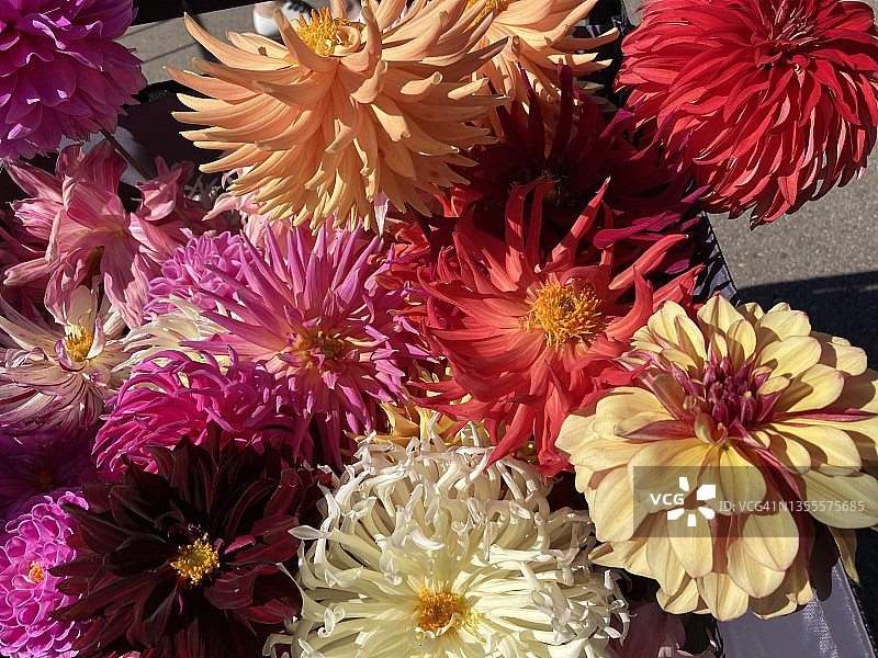 金门公园里的大丽花图片素材