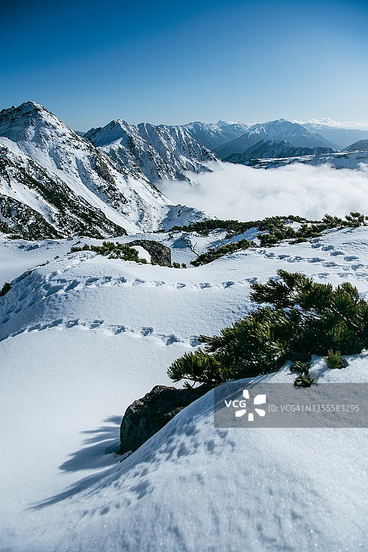 松鸡足迹图片素材