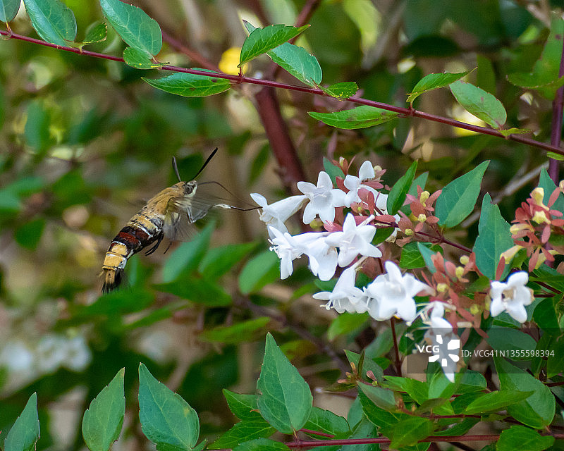 长喙天蛾图片素材
