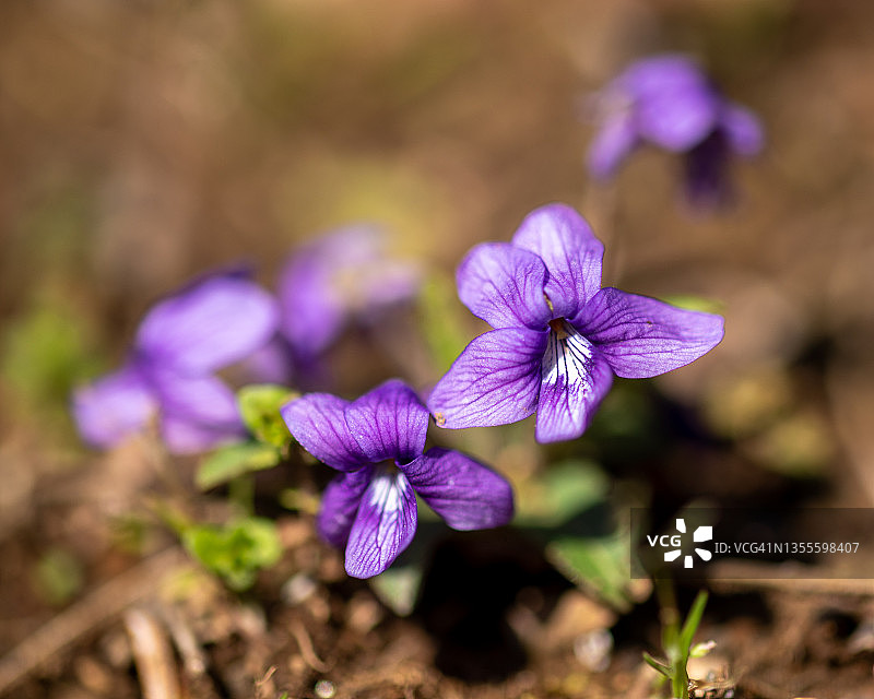 日本红百合图片素材