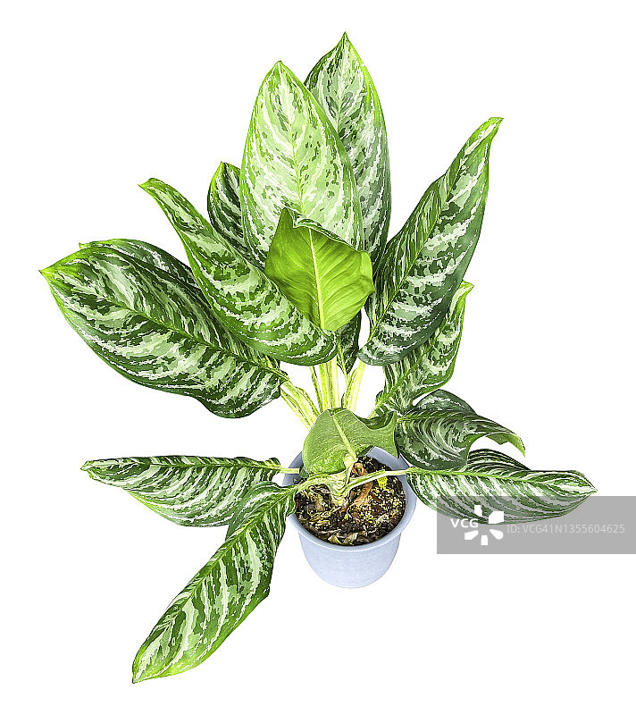 白色背景上的如意万年青（含裁剪路径）图片素材