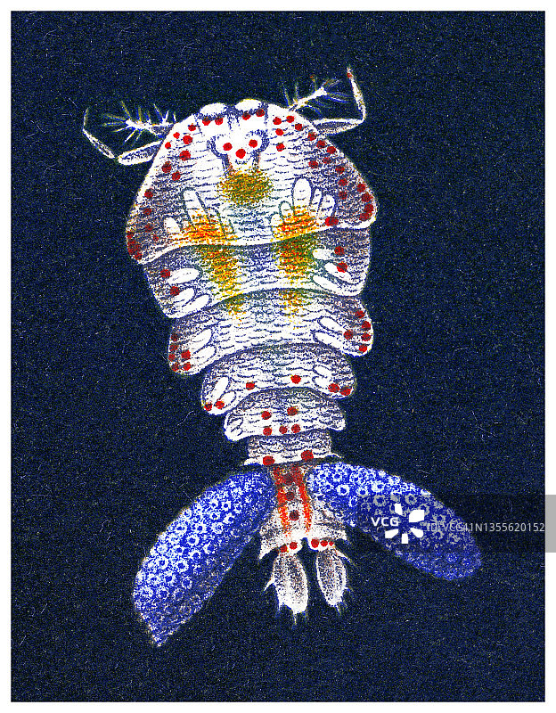 发光水蚤老式彩色石印插图图片素材