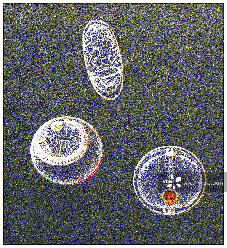 古老的彩色石印插图：鱼卵与胚胎，欧洲鳀鱼、鲱鱼和银带鱼图片素材