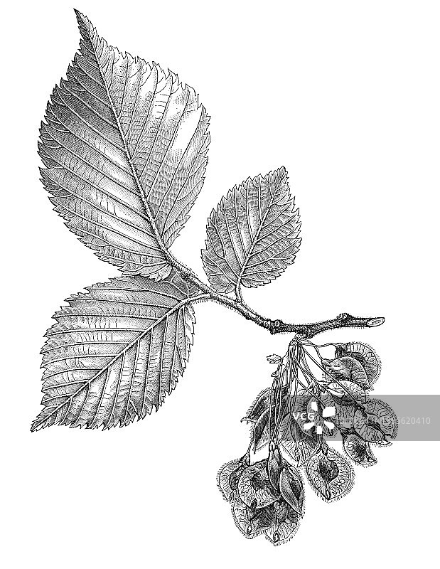 欧洲白榆古老雕刻插图图片素材