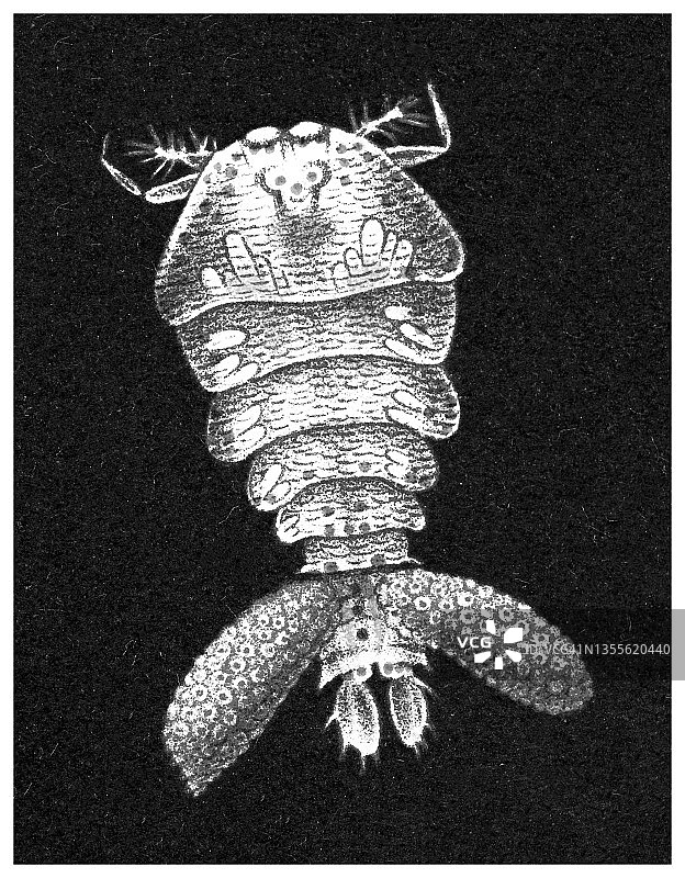 发光水蚤老式彩色石印插图图片素材