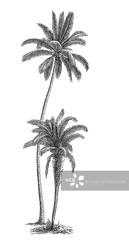 椰子树和非洲油棕古老雕刻插图（Cocos nucifera和Elaeis guineensis）图片素材