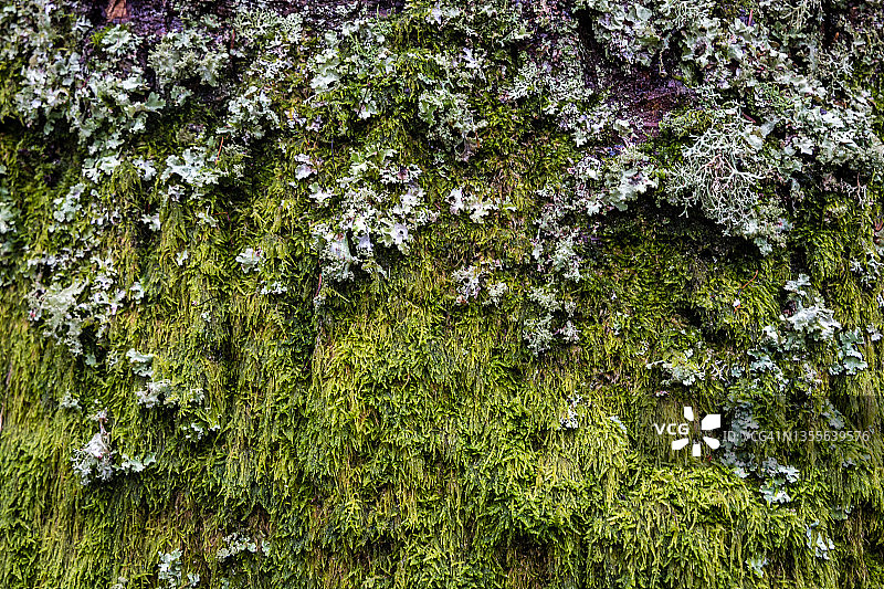 生长在树干上的地衣和苔藓图片素材