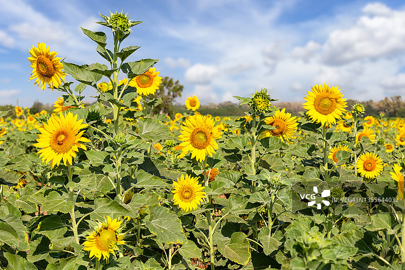 春季田野中美丽的向日葵，以及在泰国华钦里向日葵田的广阔向日葵植物图片素材