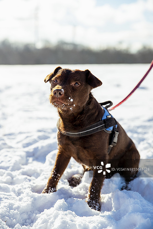 雪地里的帕特戴尔梗犬图片素材