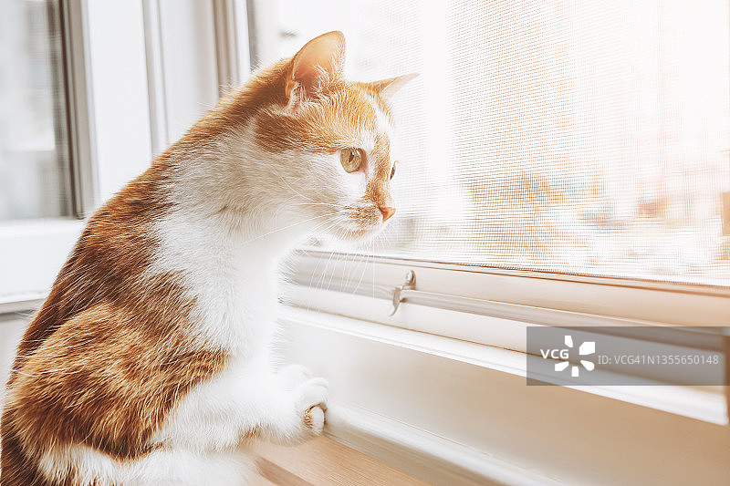 猫咪隔窗观望图片素材