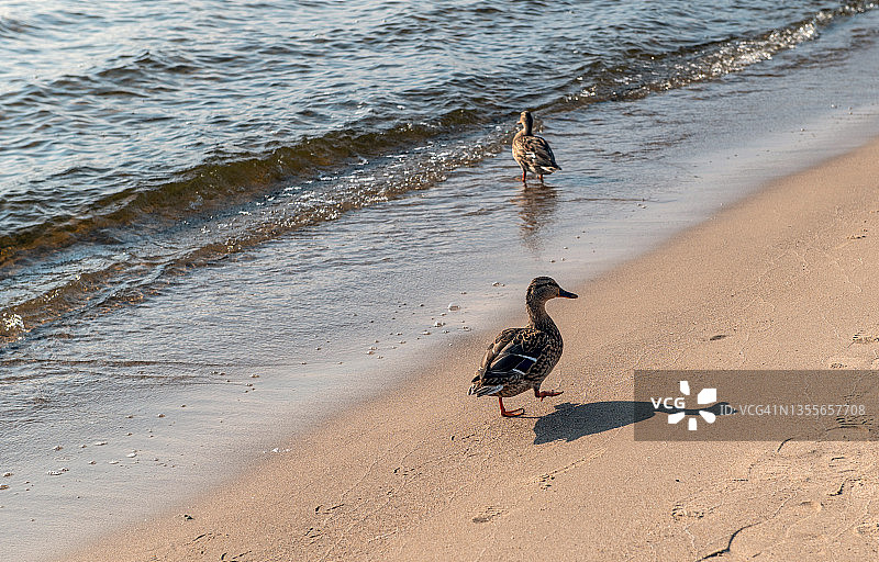 阳光明媚的秋日，湖边沙滩上的鸭子图片素材