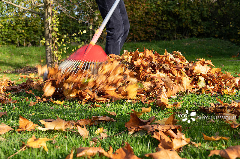 英国诺福克：耙扫秋叶图片素材