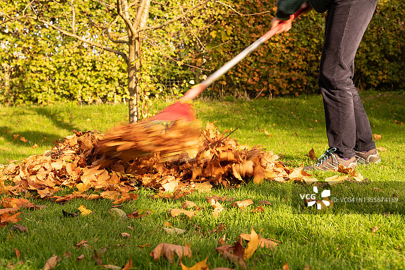 英国诺福克：耙扫秋叶图片素材
