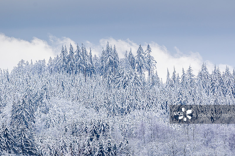 积雪的针叶林图片素材