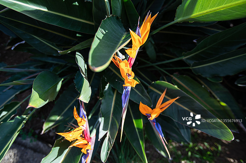 天堂鸟图片素材