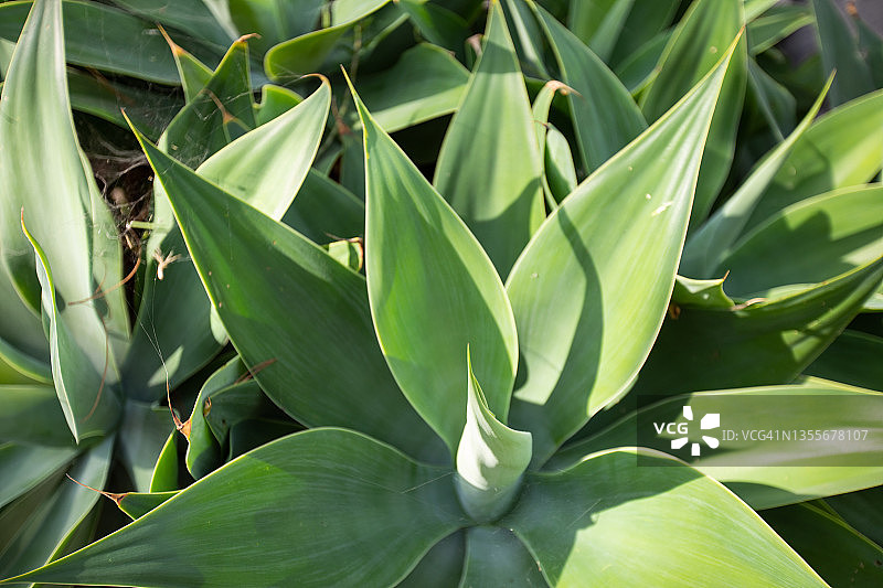 加那利群岛的龙舌兰图片素材