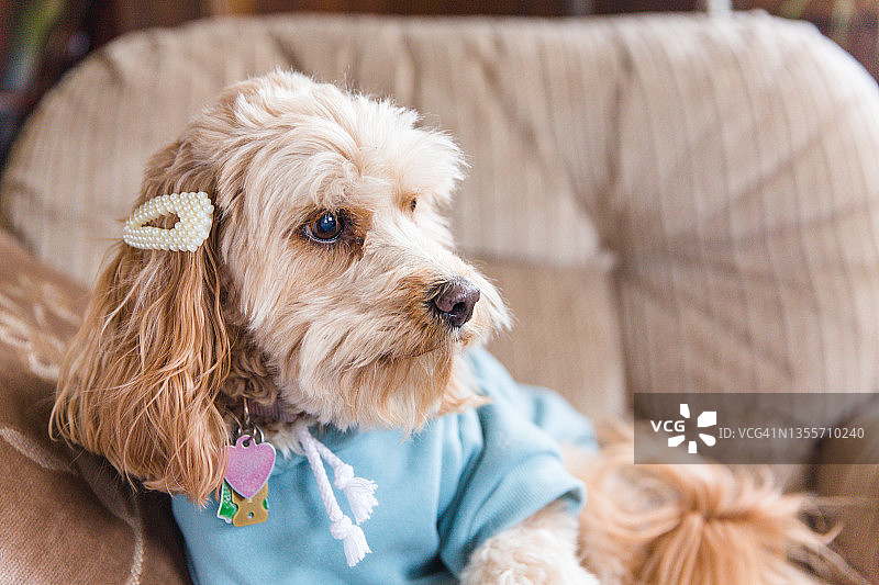 穿着衣服的时髦宠物狗，被宠爱的宠物，卡瓦普犬品种图片素材