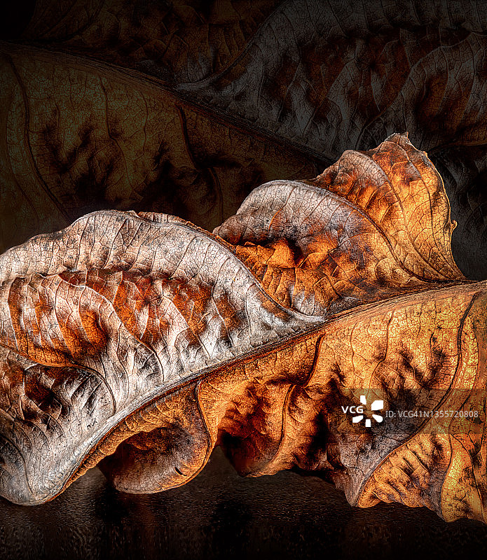 卷曲的白杨秋叶图片素材