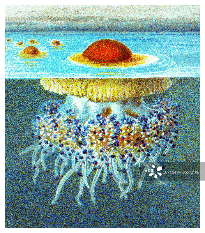 老式彩石版画插图：地中海水母图片素材