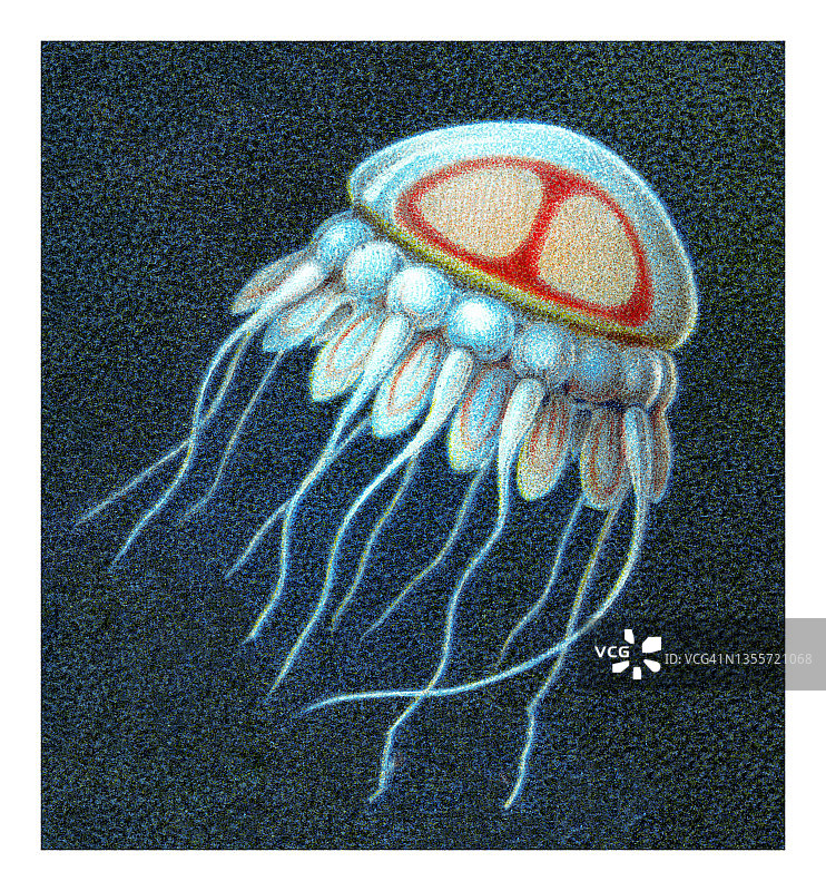 老式彩印插图：头盔水母，深海红色发光水母图片素材