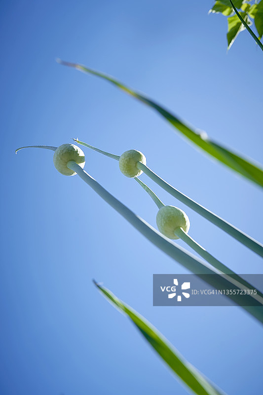 蓝色天空下的高茎洋葱花图片素材