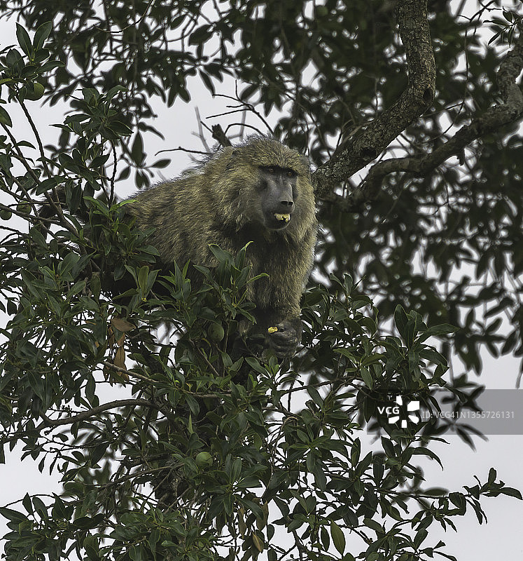 肯尼亚野外的阿拉伯狒狒图片素材