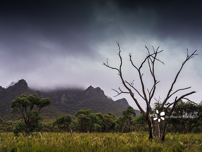澳大利亚维多利亚州格兰屏国家公园的春季野花图片素材