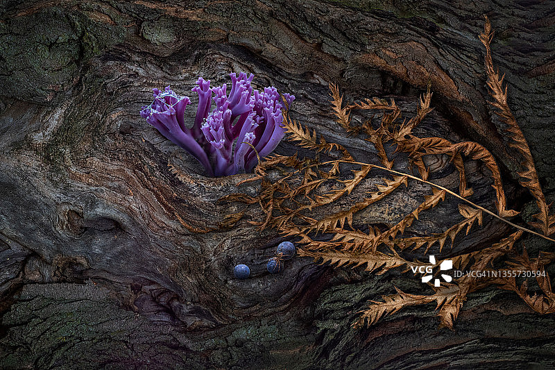 紫色珊瑚菌静物图片素材