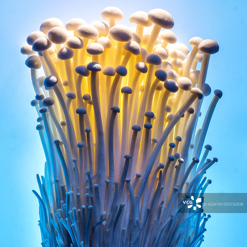 天蓝色背景上的金针菇图片素材