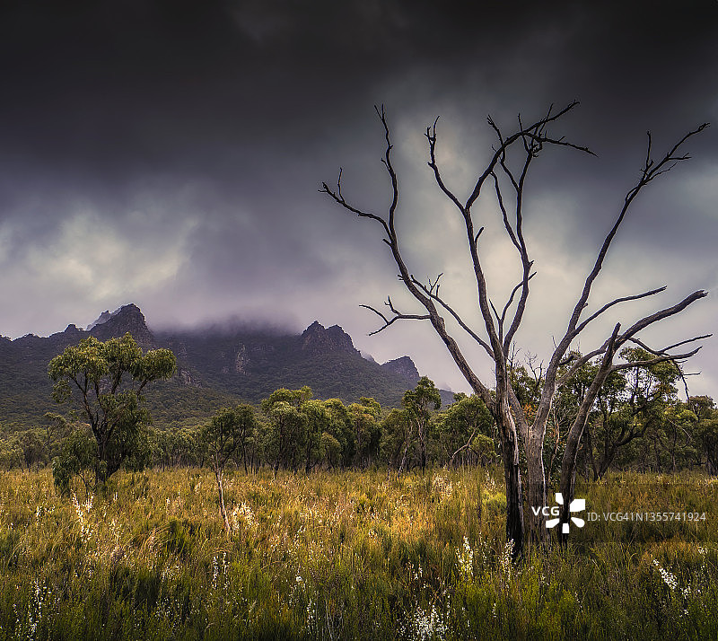 澳大利亚维多利亚州格兰屏国家公园春季大雨后的薄雾图片素材