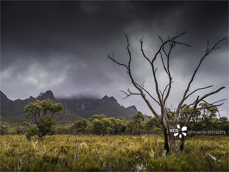 澳大利亚维多利亚州格兰屏国家公园春季的潮湿环境图片素材