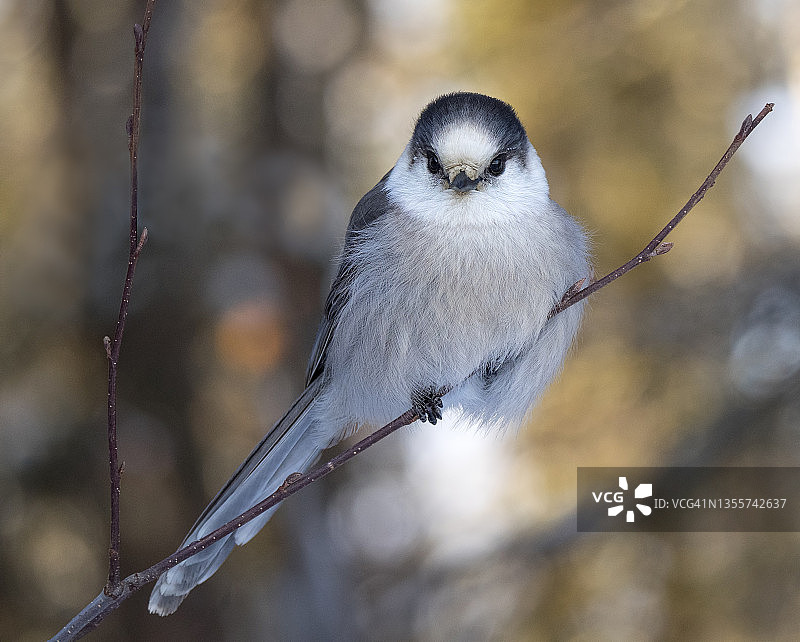 萨斯喀彻温省北部的灰噪鸦/加拿大灰鸦图片素材