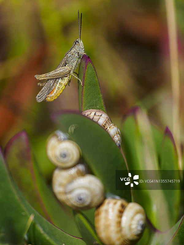 叶冠中 Acrididae 的自然场景微距特写，以及盘绕在一些下部叶子上的腹足动物，具有选择性焦点图片素材
