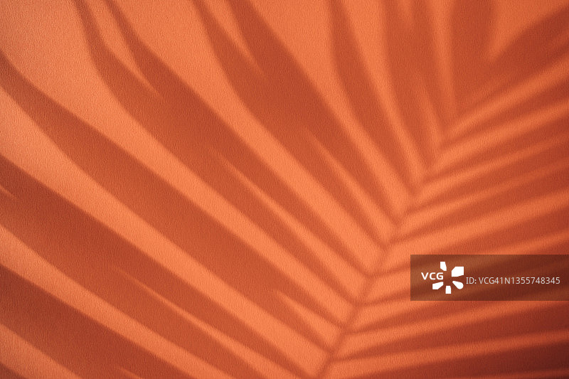 珊瑚墙上棕榈叶的时尚阴影，为您的设计预留复制空间图片素材